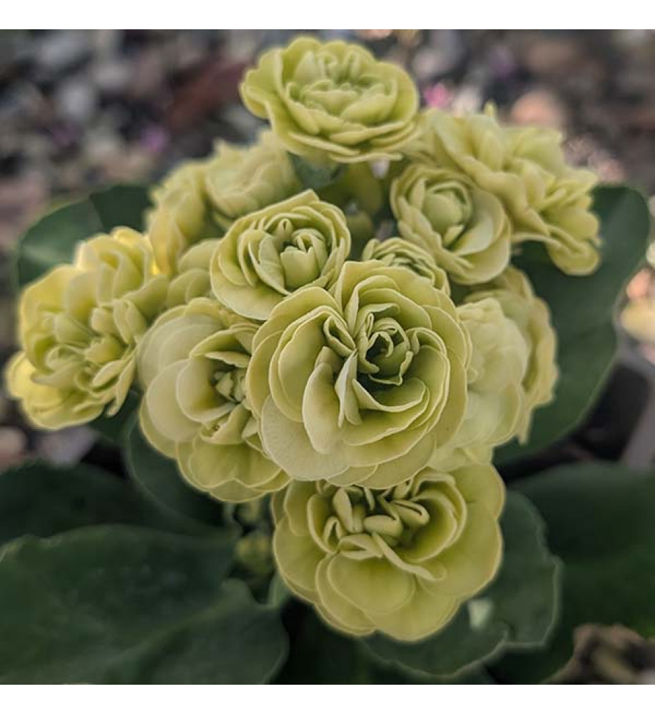Primula auricula Berti (1lt)