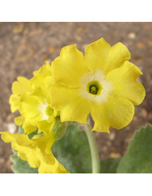 Primula auricula Lotti (1lt)