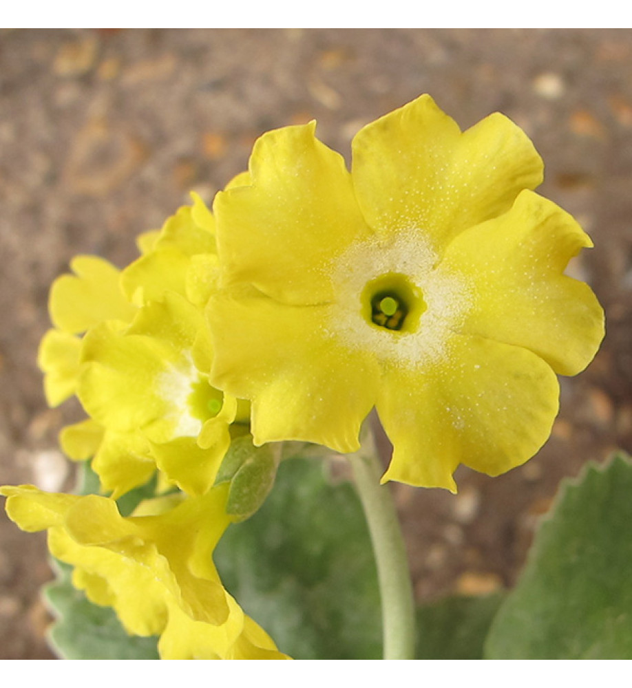 Primula auricula Lotti (1lt)