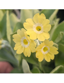 Primula auricula Gundl (1lt)
