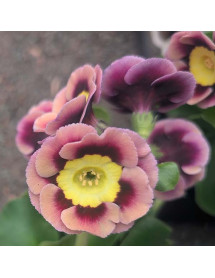Primula auricula Heidi (1lt)
