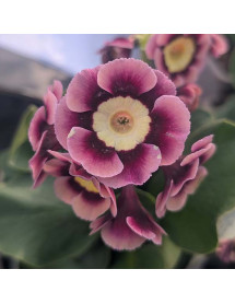 Primula auricula Heidi (1lt)