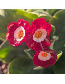 Primula auricula Lucki (1lt)
