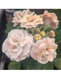 Primula auricula Mare (1lt)