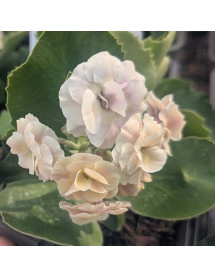 Primula auricula Mare (1lt)
