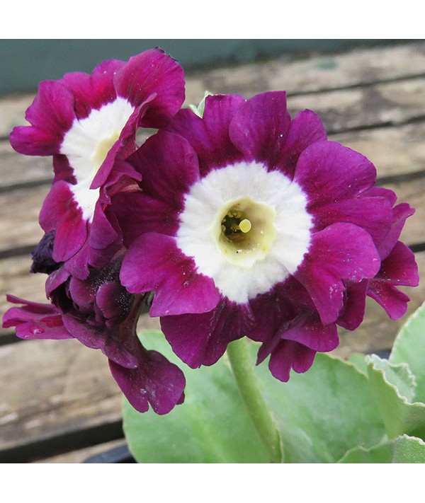 Primula auricula (0.8lt)