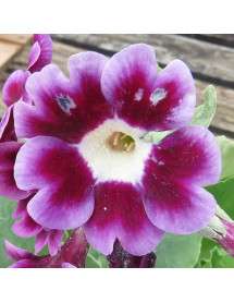 Primula x pubescens (1lt)