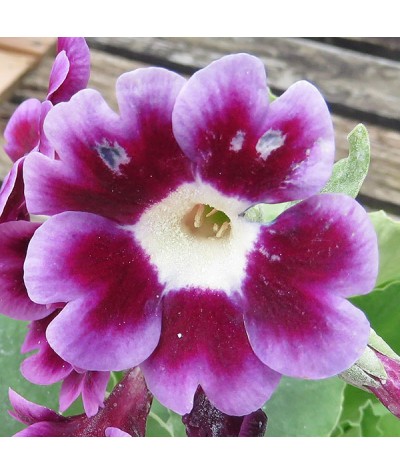 Primula auricula (0.8lt)