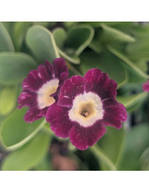 Primula auricula Poldi (1lt)