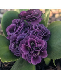 Primula auricula Reni (1lt)