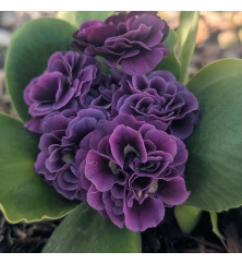 Primula auricula Reni (1lt)