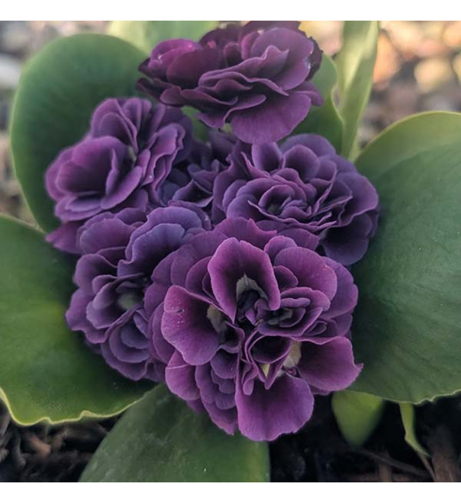Primula auricula Reni (1lt)