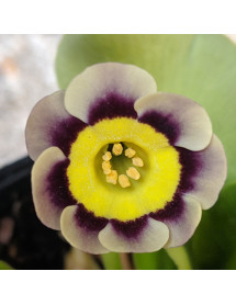 Primula auricula Stanzeri (1lt) Primula auricula Stanzeri (1lt)