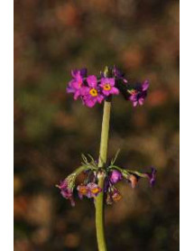 Primula beesiana (1lt)