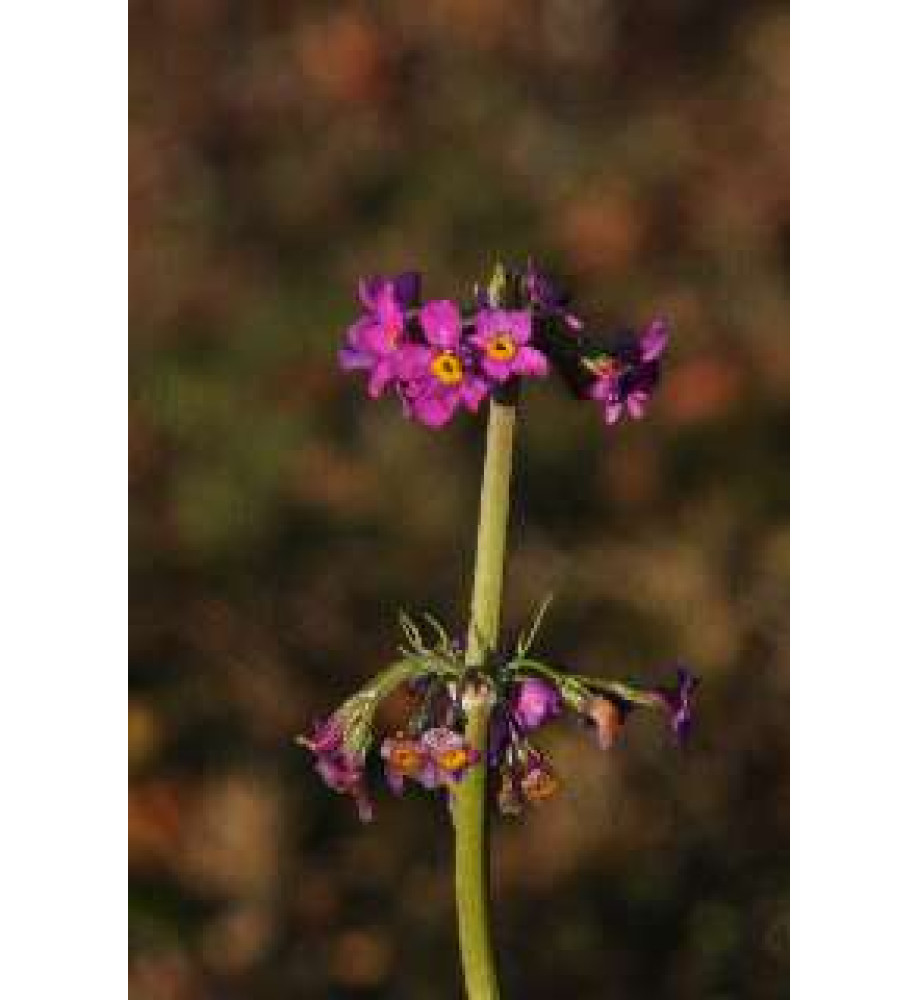 Primula beesiana (1lt)