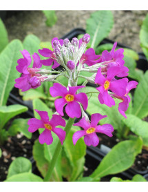 Primula beesiana (1lt)