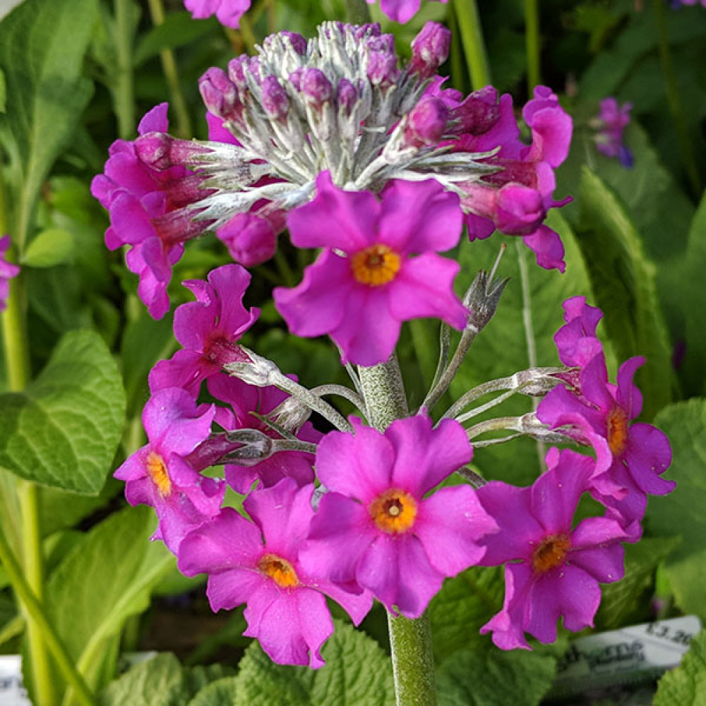 Plants for bog gardens/moist areas around water