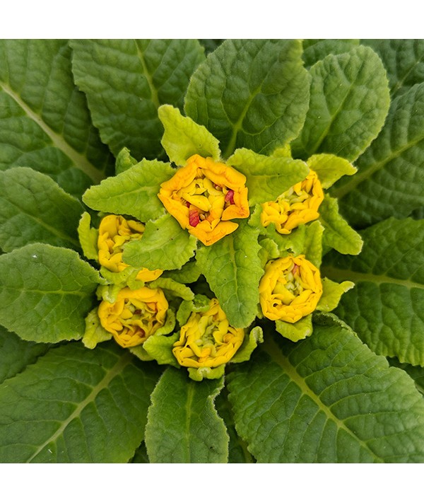 Primula Belarina Rosette Nectarine (1lt) Primula Belarina Rosette Nectarine (1lt)