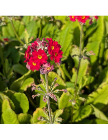Primula Candlelight Scarlet (1lt)