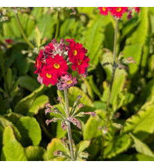 Primula Candlelight Scarlet (1lt) Primula Candlelight Scarlet (1lt)