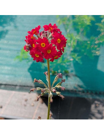 Primula Candlelight Scarlet (1lt) Primula Candlelight Scarlet (1lt)