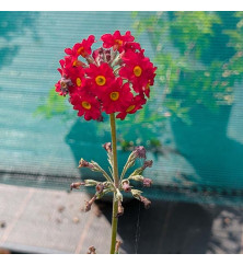 Primula Candlelight Scarlet (1lt)