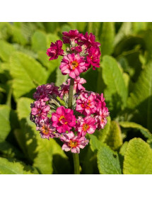 Primula Candlelight Rose (1lt)