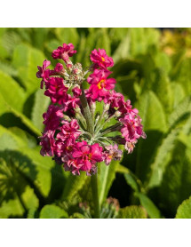 Primula Candlelight Rose (1lt) Primula Candlelight Rose (1lt)