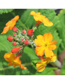 Primula chungensis (1lt)