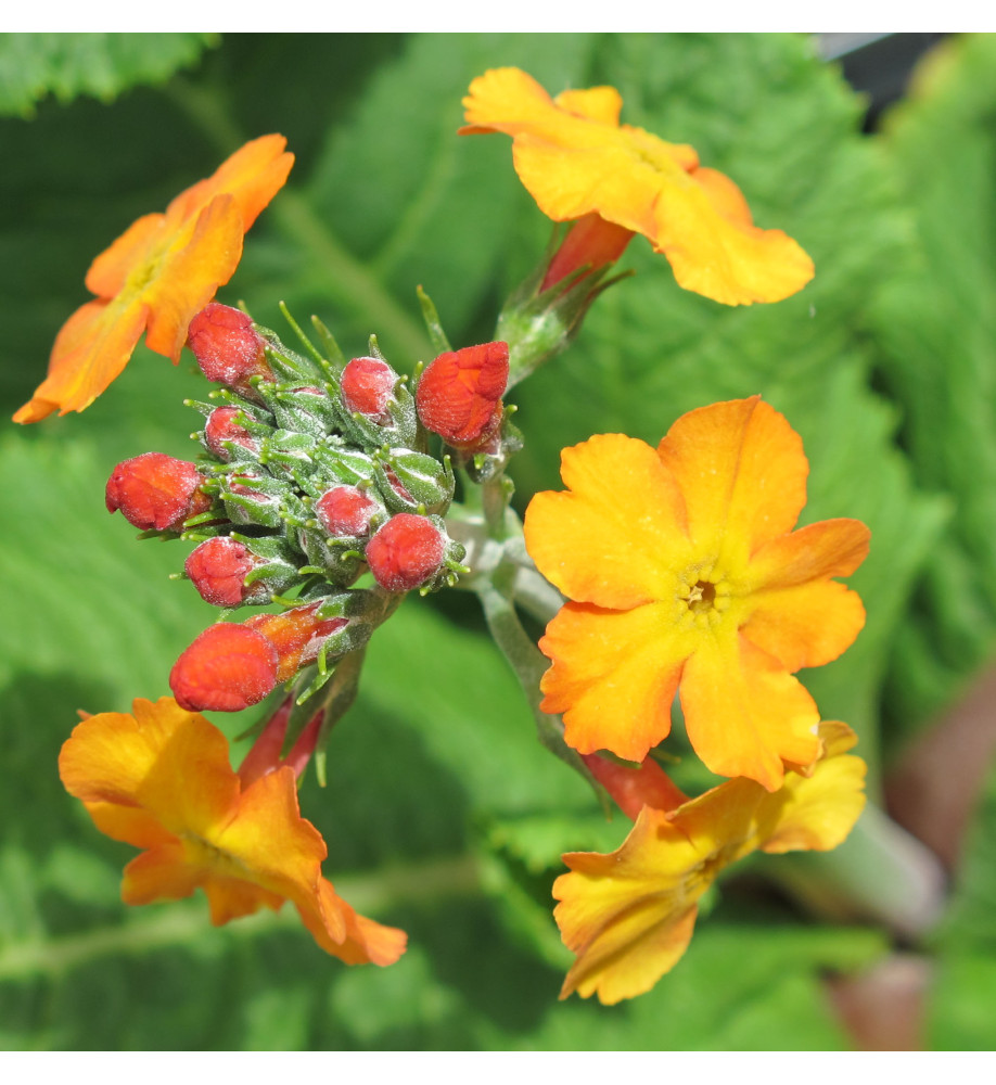 Primula chungensis (1lt)