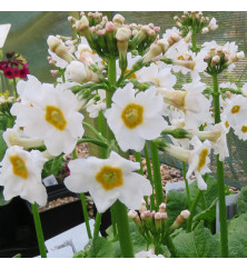 Primula japonica Alba (0.8lt)