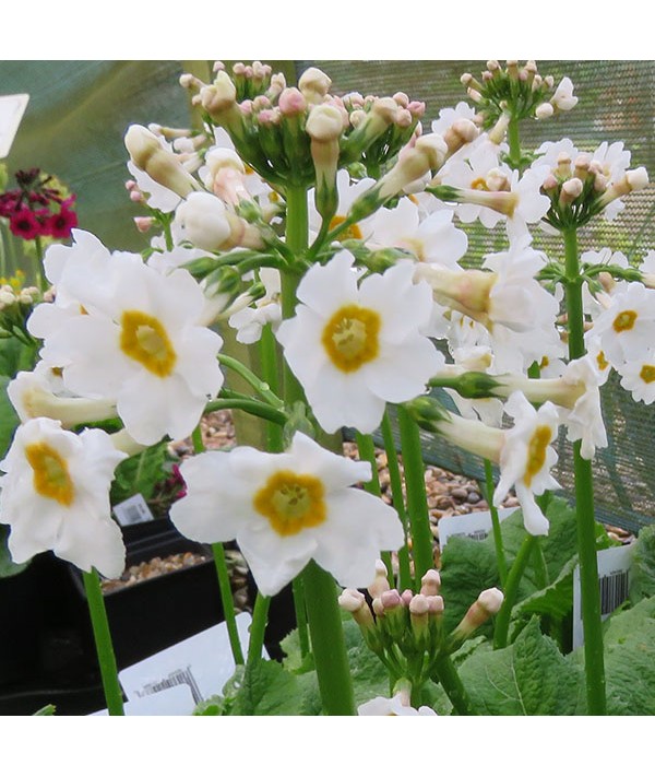 Primula japonica Alba (1lt)