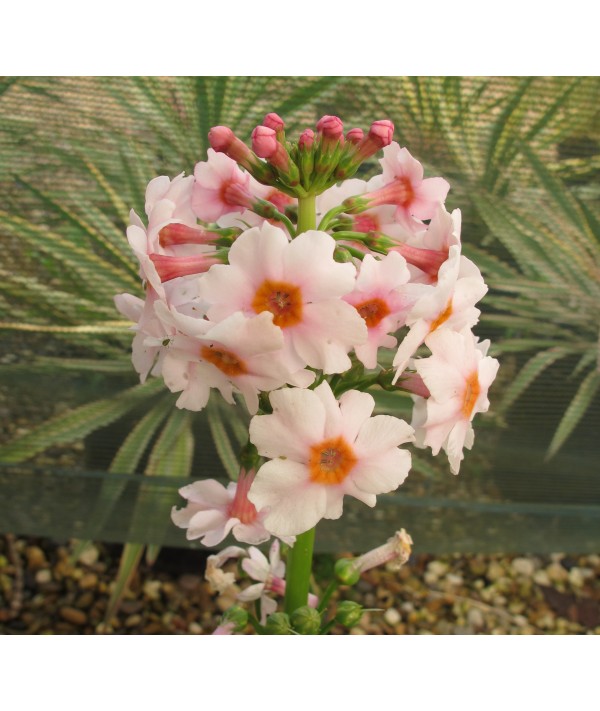 Primula japonica Apple Blossom (1lt)