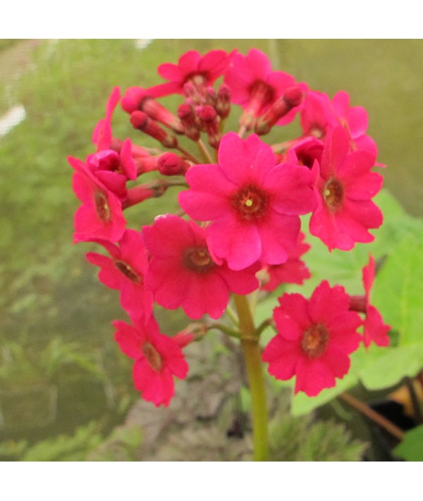 Primula japonica Miller's Crimson (9cm)