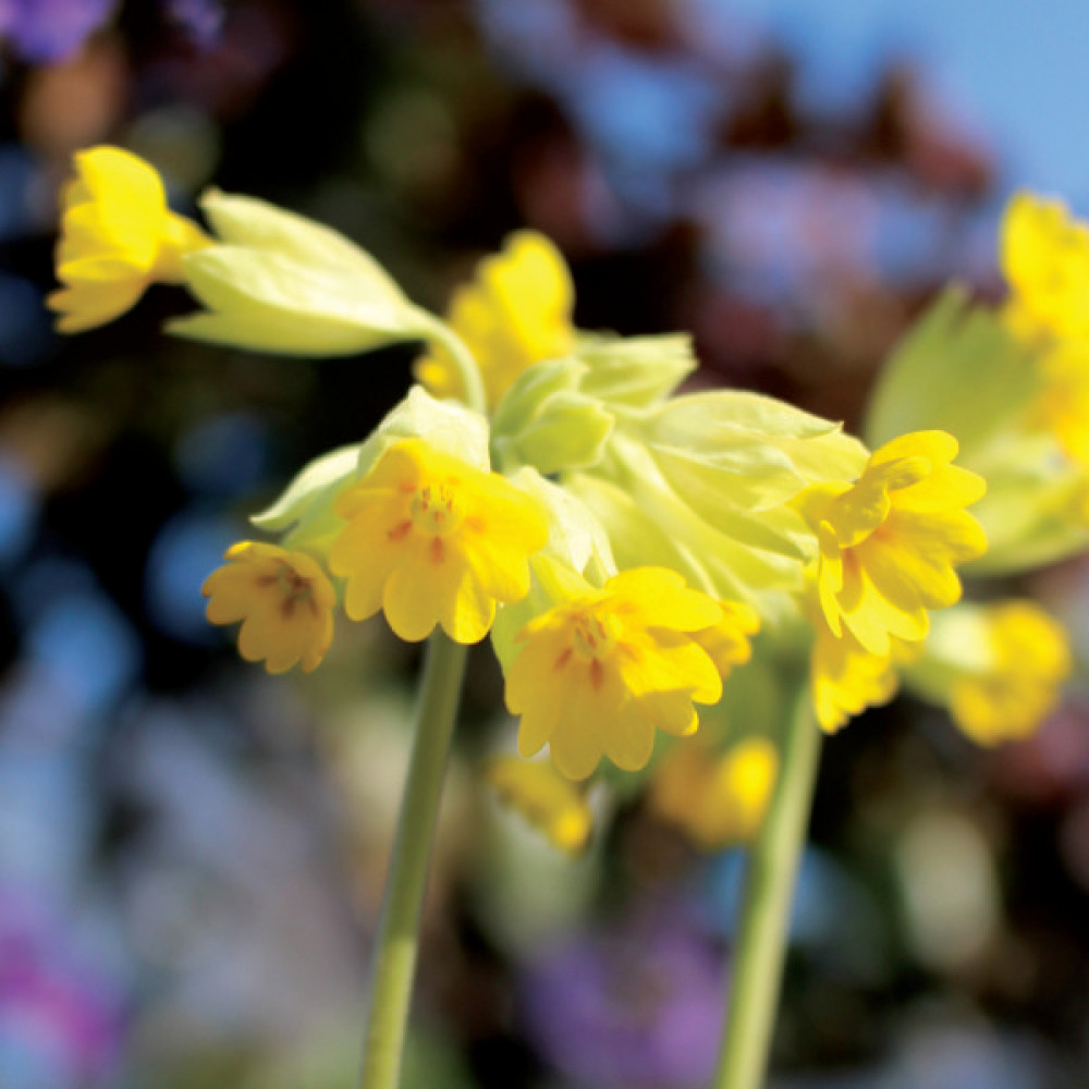 Primula veris (10.5cm)