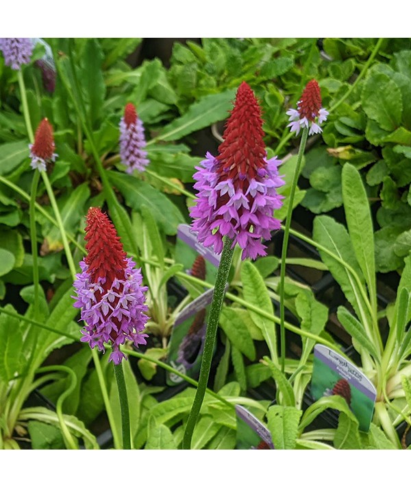 Primula vialii (0.75lt)