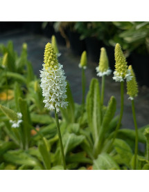 Primula vialii Allison Holland (1lt)