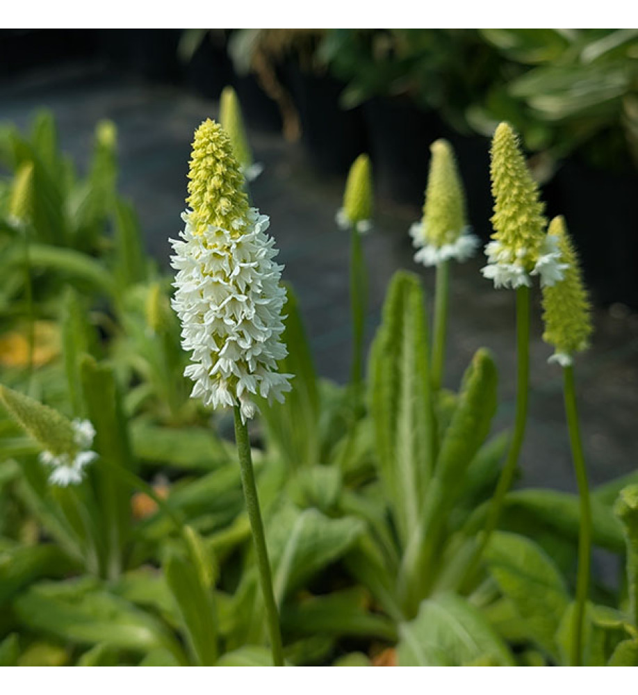 Primula vialii Allison Holland (1lt)