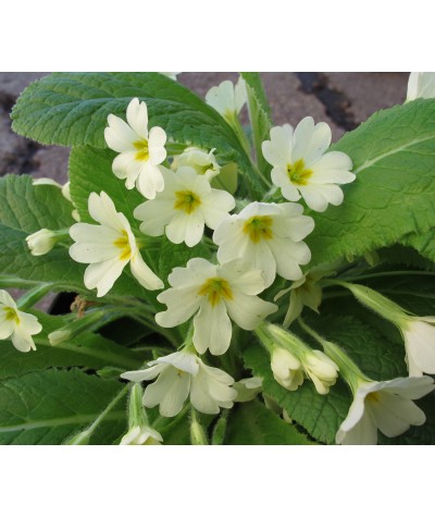 Primula vulgaris (1lt)