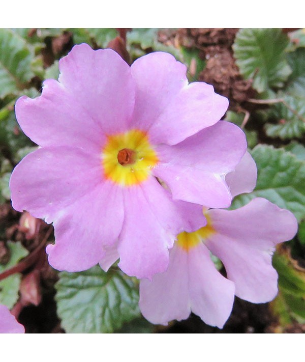 Primula vulgaris Iris Mainwaring (1lt) Primula vulgaris Iris Mainwaring (1lt)