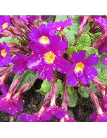 Primula Wanda (1lt) Primula Wanda (1lt)