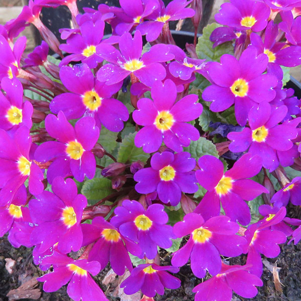 Primula Wanda (1lt)