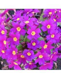 Primula Wanda (1lt)