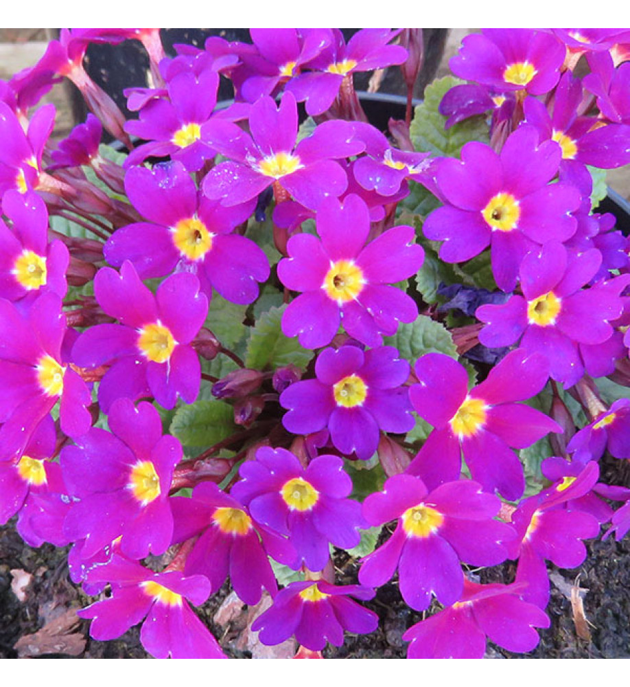 Primula Wanda (1lt)