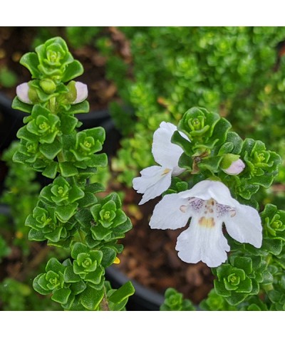 Prostanthera cuneata (5lt)