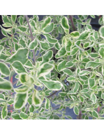 Prostanthera ovalifolia Variegata (3lt)