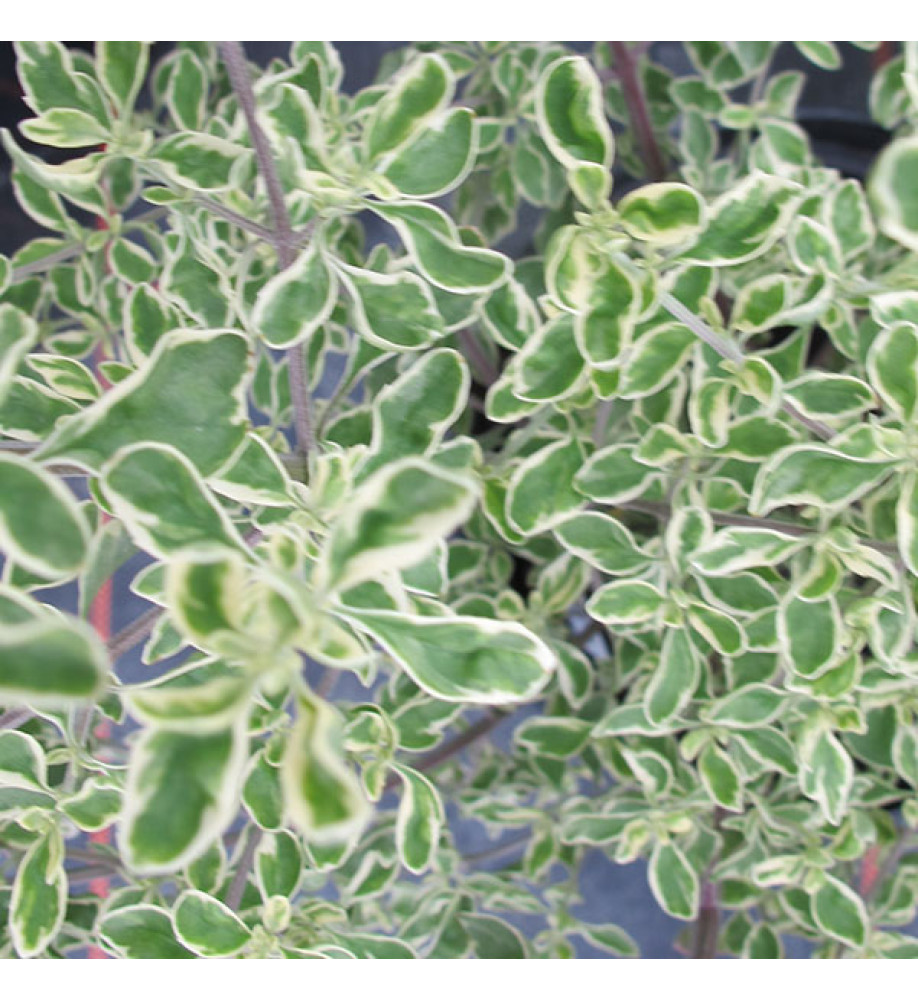 Prostanthera ovalifolia Variegata (3lt)