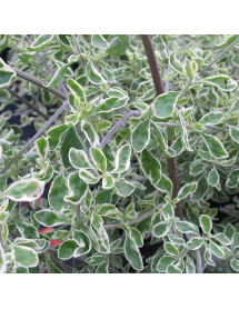 Prostanthera ovalifolia Variegata (3lt)