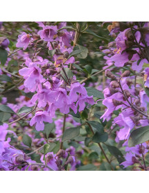 Prostanthera rotundifolia (3lt)