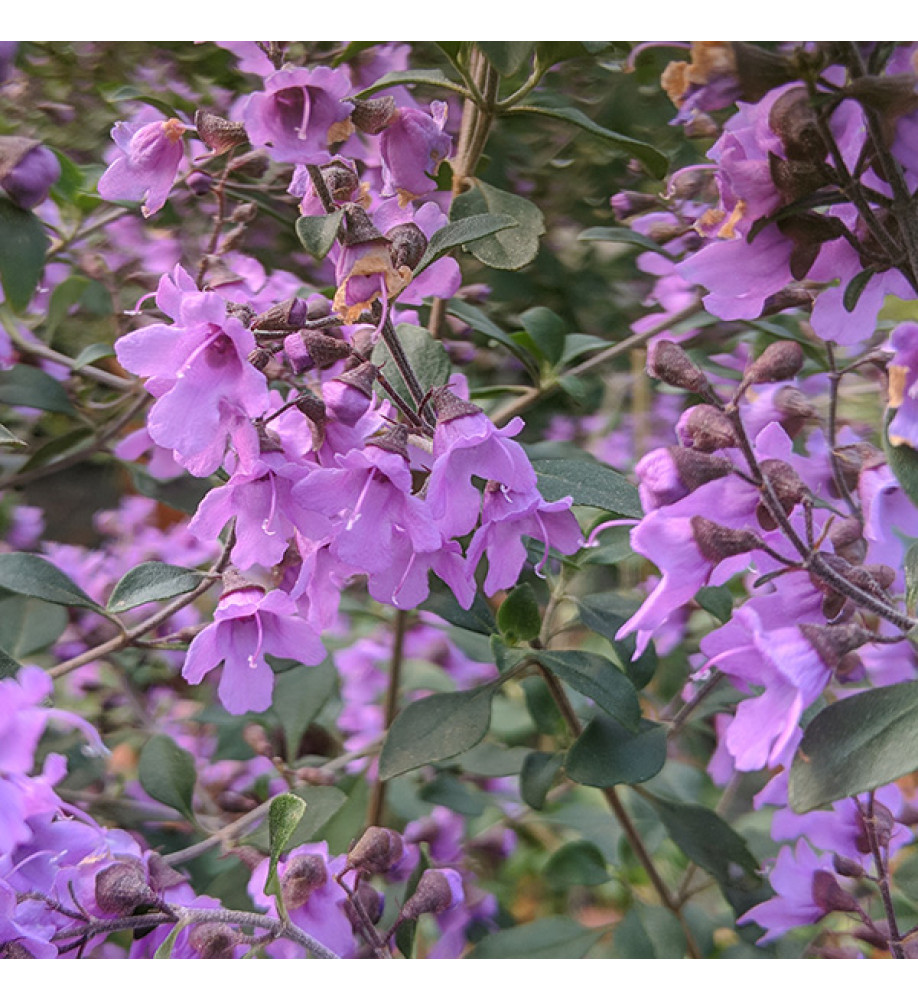 Prostanthera rotundifolia (3lt)